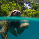 Sloth in the water! Sloth in the water! (Photo: BBC 2016)
